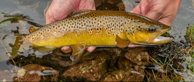 Pstrąg Potokowy - wędkarstwo spinningowe