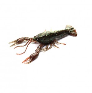CRAYFISH - BLACK BROWN - 12,5cm