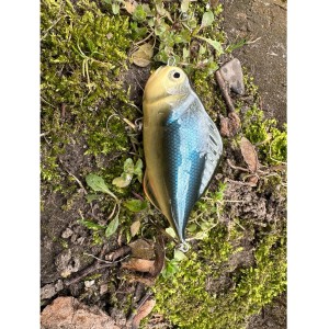 LOVEC RAPY - CRUCIAN 1szt