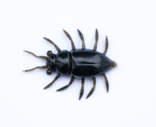 MAYBUG - WATERMELON BROWN BLACK - 3,2cm