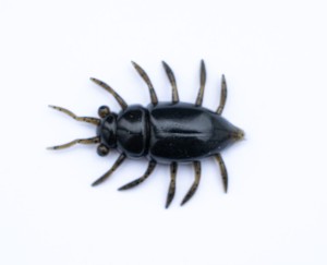 MAYBUG - WATERMELON BROWN BLACK - 3,2cm