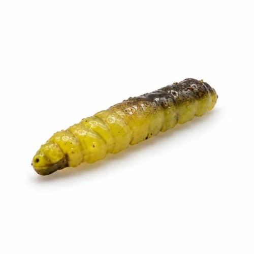 PĘDRAK - ZIELONA OLIWKA - 4cm