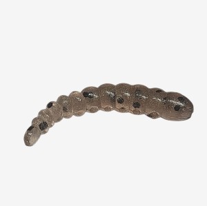 KORNIK - 2,5cm
