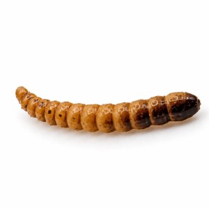 KORNIK - BRĄZOWY - 3,5cm