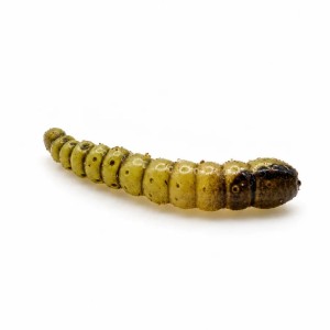 KORNIK - ZIELONA OLIWKA - 3,5cm