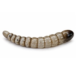 KORNIK - SZARY - 3,5cm